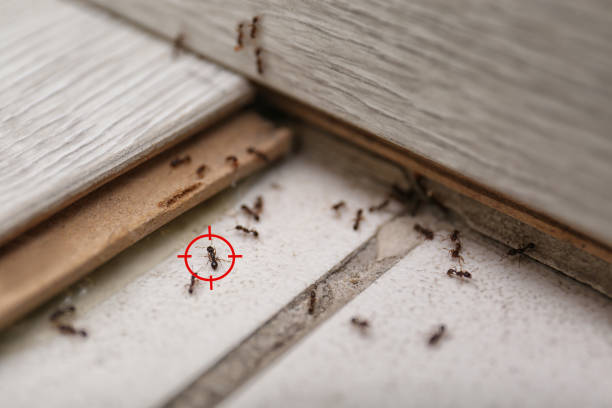 Best Pest Control for Homes  in Lynn, MA