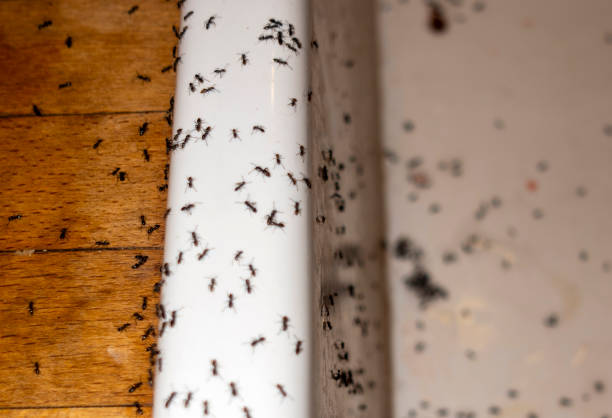 Best Pest Control Near Me  in Lynn, MA